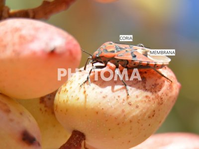 Spilostethus pandurus
